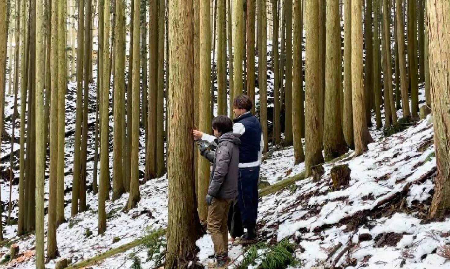 素材業者さんと連携し、高品質なスギ・ヒノキを直接山から仕入れている様子